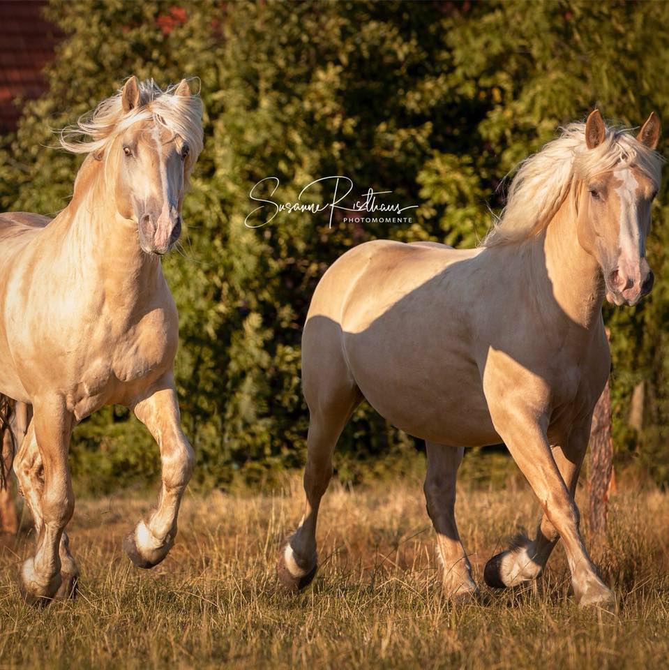 Cream Horse Ranch - Germany - American Cream Draft Horse Breeders